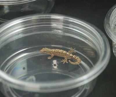 Mourning Gecko Babies