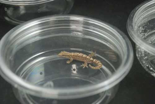 Mourning Gecko Adults