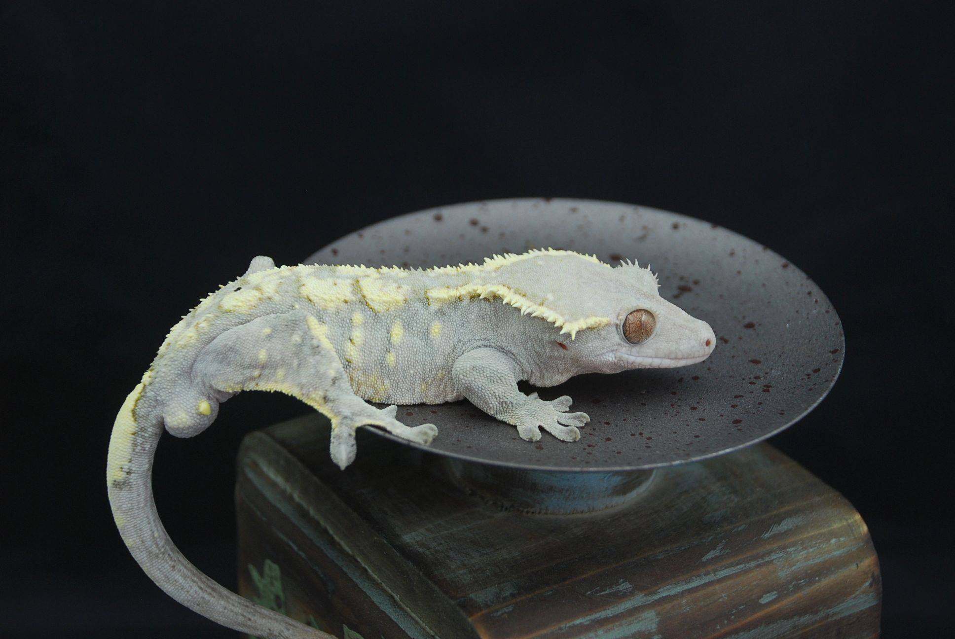 albino crested gecko