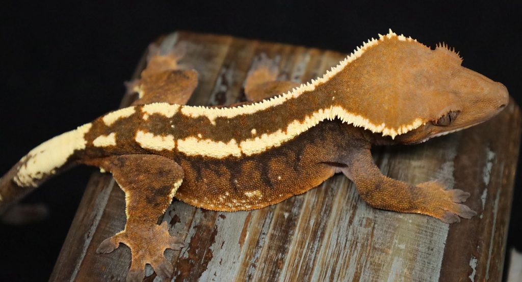 Gecko from Gecko Haven's specialty breeding program